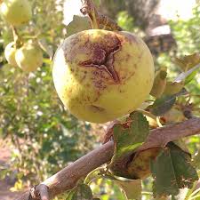 آفات و بیماریهای درختان سیب