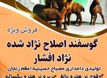 فروش گوسفند اصلاح نژاد شده نژاد افشار
