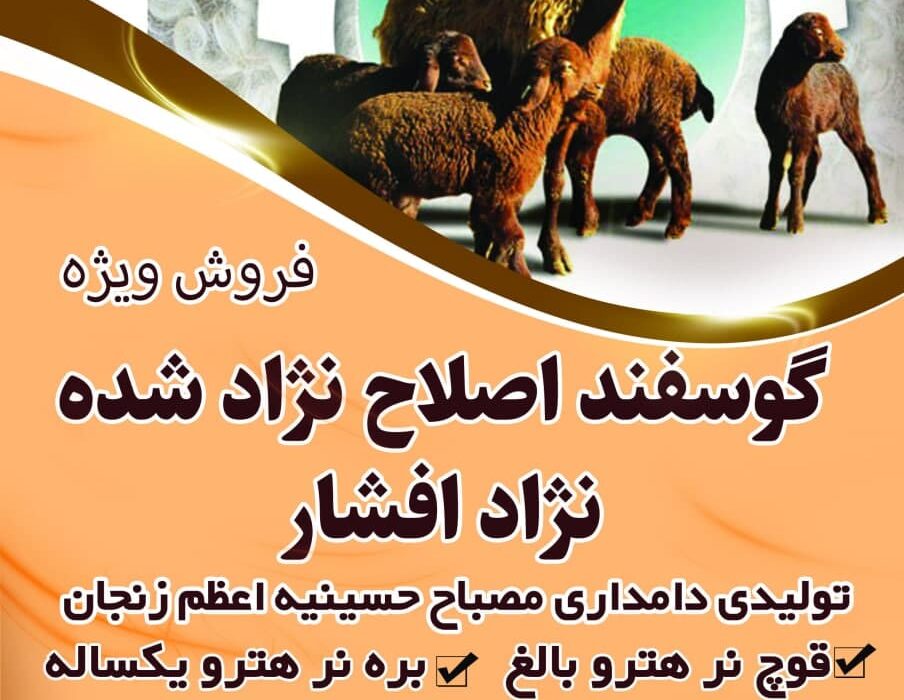فروش گوسفند اصلاح نژاد شده نژاد افشار